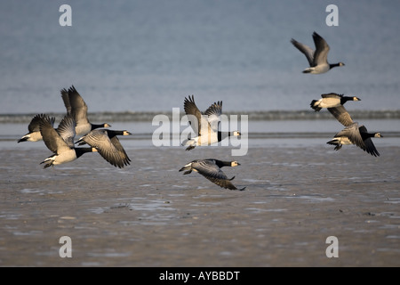 Weißwangengans, Branta Leucopsis Flug Stockfoto