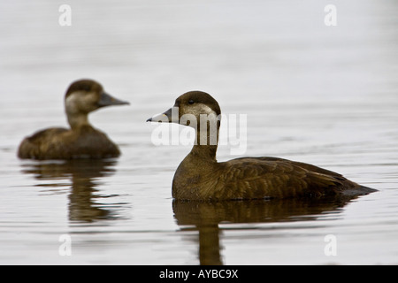 Weibliche Trauerenten, Melanitta nigra Stockfoto