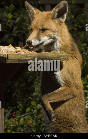 Ein urban Fuchs Vulpes Vulpes findet Nahrung aus einer Gartenvogel-Tabelle in der Nacht, Bristol, UK, Europa. Stockfoto