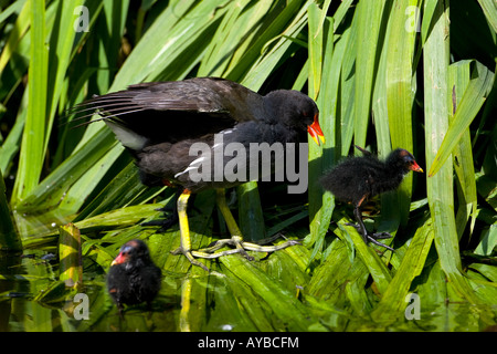 Teichhuhn, Gallinula Chloropus, mit jungen Stockfoto