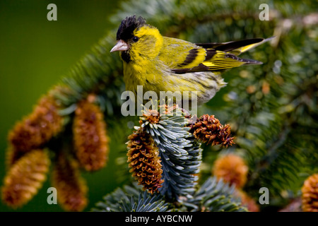 Männliche Erlenzeisig, Zuchtjahr Spinus, Stockfoto