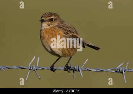 Weibliche Schwarzkehlchen Saxicola torquata Stockfoto