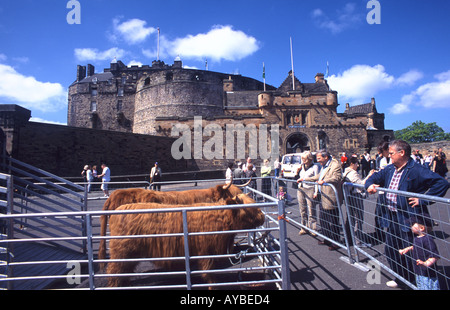 Highland Kühe auf der Esplanade vor Schloss Edinburgh Schottland Stockfoto