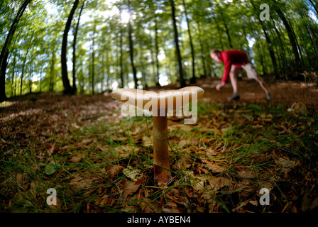 Mann Kommissionierung Pilze Funghi Pilze im Wald Skane Schweden Stockfoto