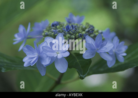 Hortensie Stockfoto