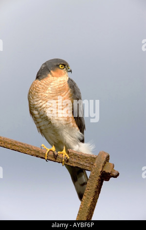 Eurasian Sparrowhawk Accipiter Nisus thront auf rostigen alten Landmaschinen Stockfoto