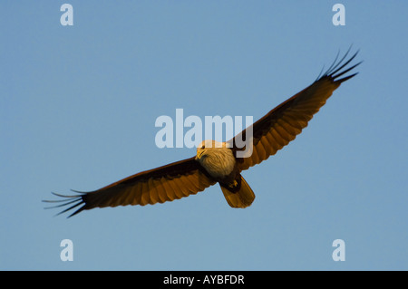 Brahminy Kite Haliastur Indus im Flug, Sundarbans, Bangladesch Stockfoto