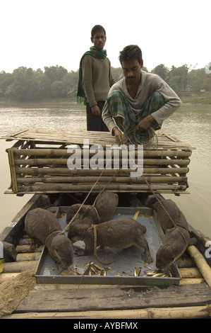 Otter Fischer belohnen ihre Tiere mit einem Teil des Fischfangs Stockfoto