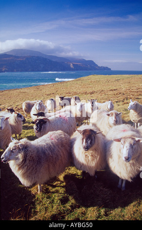 Schafe am Loughros Point, County Donegal, Irland Stockfoto