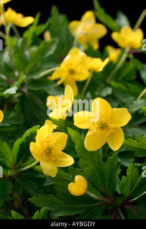 ANEMONE RANUNCULOIDES SSP WOCKEANA Stockfoto