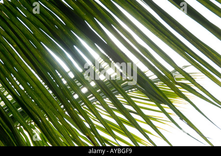 Kokosnüsse und Palm Blätter am Strand von Negombo, in der Nähe von Colombo, Sri Lanka. Stockfoto