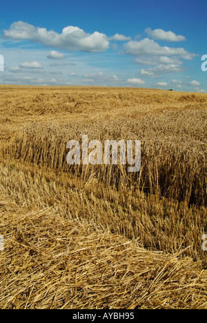 Ernte Derbyshire England Englisch Britische UK GB EU Europa Stockfoto
