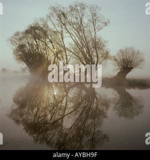 Ein kalten frostigen Winter Morgen auf der Themse in der Nähe von Oxford, wie die Sonne erhebt sich hinter einer Reihe von Weiden am Ufer Stockfoto