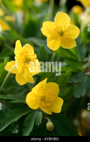 ANEMONE RANUNCULOIDES SSP WOCKEANA Stockfoto