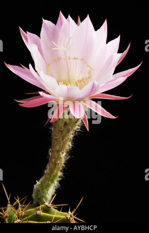 Kaktusblüte erschossen vor einem schwarzen Hintergrund Stockfoto