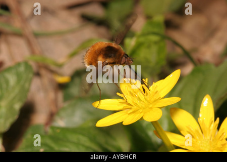 Behandlung Von Bienen Im Frhjahr Videound Fotorezension