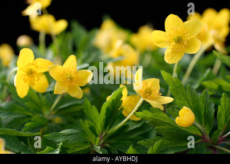 ANEMONE RANUNCULOIDES SSP WOCKEANA Stockfoto