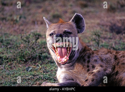 Hyäne entblößte Zähne in die Masai Mara National Reserve Kenya gesichtet Stockfoto