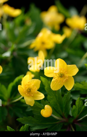 ANEMONE RANUNCULOIDES SSP WOCKEANA Stockfoto