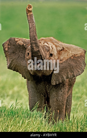 Afrikanischer Elefant Loxodonta Africana jungen Kalb mit Stamm, Amboseli Nationalpark Kenia Dist Sub-Sahara-Afrika zu riechen Stockfoto