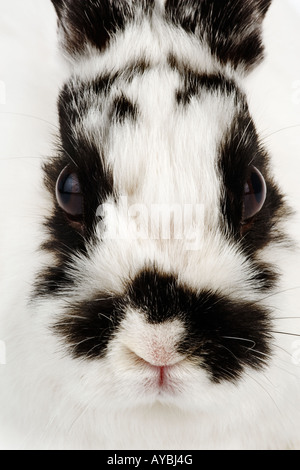 Jersey Wooly Kaninchen enge Vielzahl von Hauskaninchen oder Hase, das ist eine Kreuzung zwischen der Niederlande Zwerg und der französische angora Stockfoto