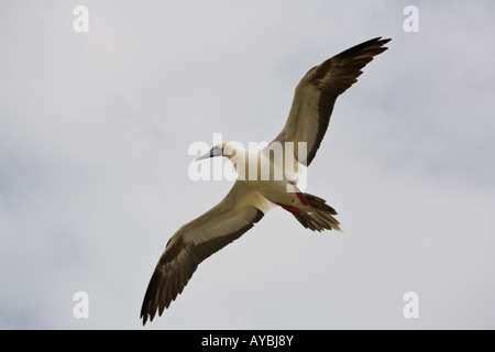 Red footed Sprengfallen im Flug über Genovesa Stockfoto