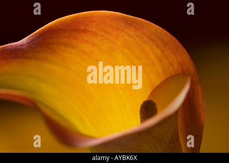 Nahaufnahme von Arum Lilie Stockfoto