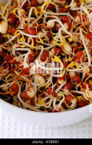 Aduki Bean Sprossen in einer weißen Schüssel Stockfoto