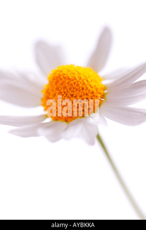 Chamaemelum Nobile (Roman Chamomile) - einzelne Blume vor weißem Hintergrund Stockfoto