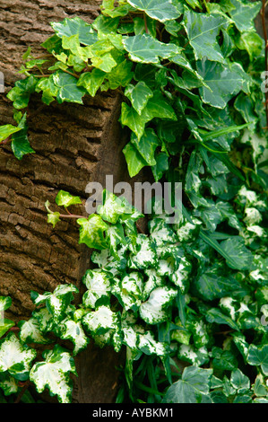 Hedera Helix (Efeu) - verschiedene Formen wachsen über ein Protokoll Stockfoto