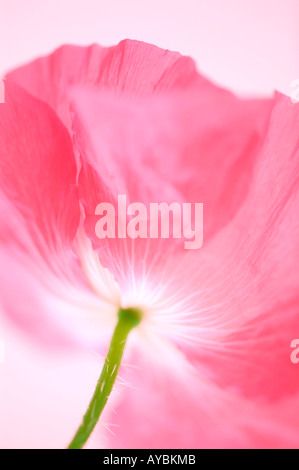 Papaver Rhoeas 'Shirley Series"(Mohn). Nahaufnahme von rosa Blume Stockfoto