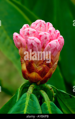 Nahaufnahme von rosa Rhododendron Blüte öffnen im März, Gloucestershire UK Stockfoto