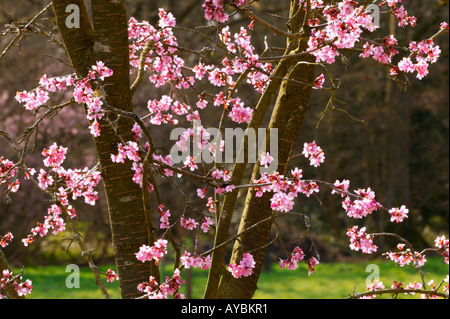 Prunus "Auszeichnung" eine Kreuzung zwischen p. Sargentii und p. Subhirtella (ornamentale Cherry) - rosa Blüten im März, Gloucestershire UK. Stockfoto