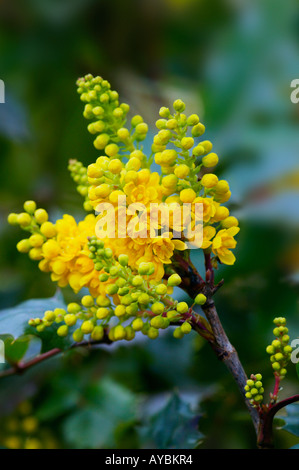 Mahonia x media 'Charity' duftende Blumen im Februar, Gloucestershire UK Stockfoto