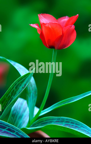 "Red Riding Hood" Tulpe. Nahaufnahme der einzelne rote Blume im April, Oxfordshire UK Stockfoto