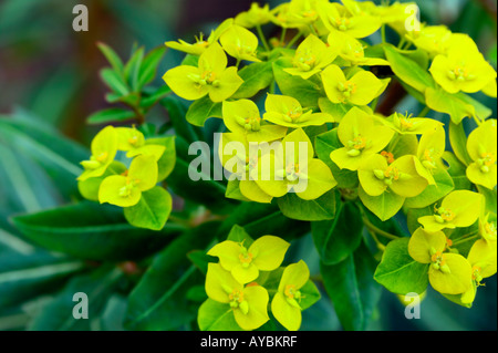 Euphorbia 'Cornigera' (allgemein bekannt als Wolfsmilch oder Wolfsmilch). Helles Gelb-grüne Hochblätter im Juli, Oxfordshire UK Stockfoto