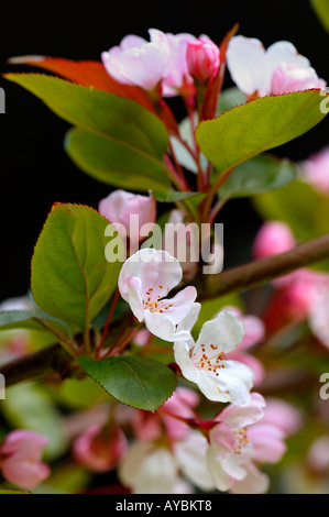 Malus Hupehensis (Trivialname Hupeh Crab Apple). Nahaufnahme von weißen Blüten und rosa Knospen auf Ast im April Gloucestershire UK. Stockfoto