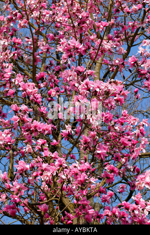 Magnolie Sprengeri. Rosa Blüten vor blauem Himmel im März Gloucestershire UK. Stockfoto