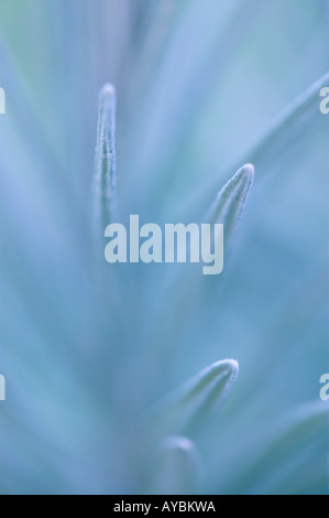 Helichrysum unsere (Trivialname Curry Pflanze). Nahaufnahme der aromatischen Blätter silbergrau. Stockfoto