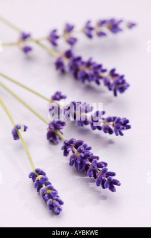 Schnitt Blütenstiele von Lavandula Angustifolia 'Hidcote' (Lavendel) Stockfoto