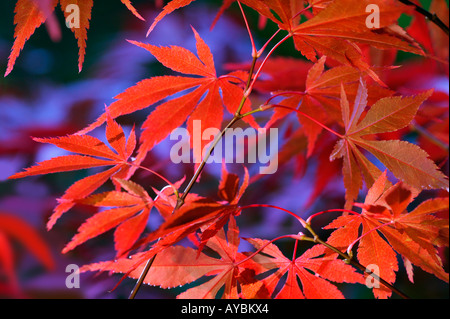 Acer palmatum var. Matisurae (japanischer Ahorn) schillernde Darstellung von orangefarbenen und roten Blättern im Herbst Gloucestershire UK Stockfoto
