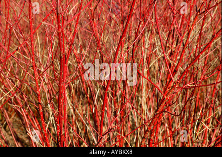 Cornus Alba 'Sibirica' oder rot bellte Hartriegel. Leuchtend rote Stiele im Winter. Gloucestershire UK. Stockfoto