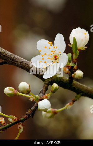 Prunus Cerasifera 'Myrobalan' oder Kirschpflaume. Nahaufnahme von weißen Blüten und Blütenknospen im Februar, Gloucestershire UK Stockfoto