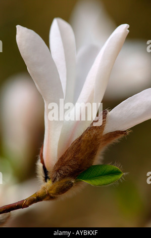 Magnolia Kobus Stellata 'Rosea' (common Name rosa Stern-Magnolie). Weiße Blume öffnet im März, Gloucestershire UK Stockfoto