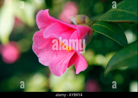 Kamelie X Williamsii 'Bow Bells'. Nahaufnahme der einzelne rosa Blume im März, Gloucestershire UK öffnen. Stockfoto