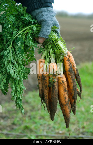 Bäuerin Betrieb Bio-Karotten Stockfoto