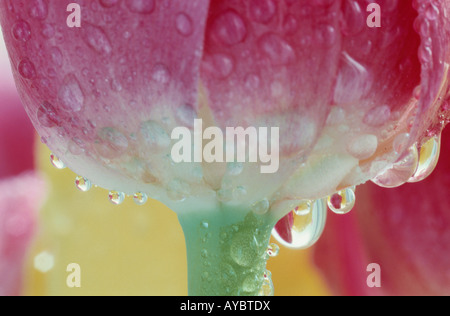 Wassertropfen auf Tulpe Stockfoto