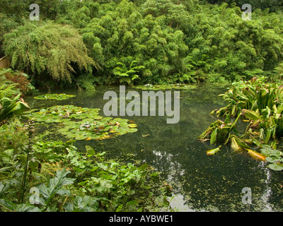 Teich in Lost Gardens of Heligan Cornwall Megavissey England Stockfoto