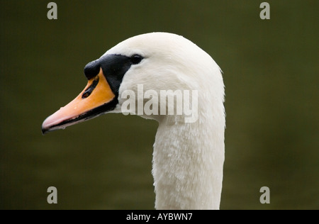 Bradford auf Avon Wiltshire England UK A Höckerschwan am Fluss Avon Stockfoto