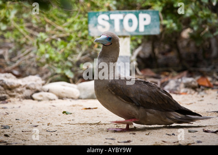 Red footed Sprengfallen auf dem Boden vor einem Stoppschild Genovesa Stockfoto